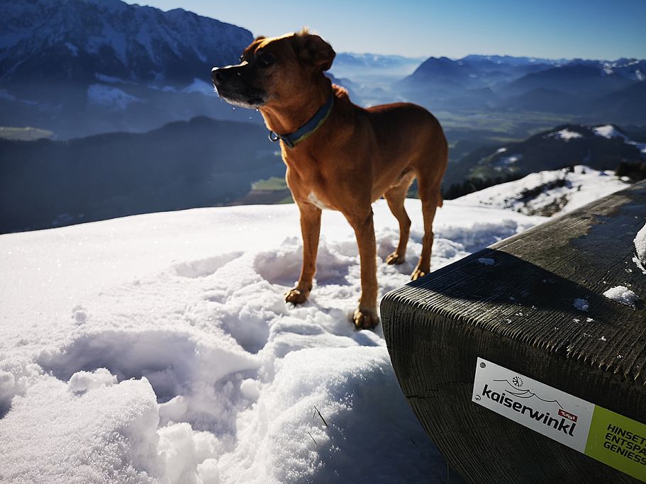 kaiserwinkl-lena-schindler-wanderen-im-frühling-12-wandern-mit-hund