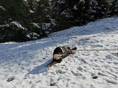 Balou liebt den Neuschnee, Kaiserwinkl