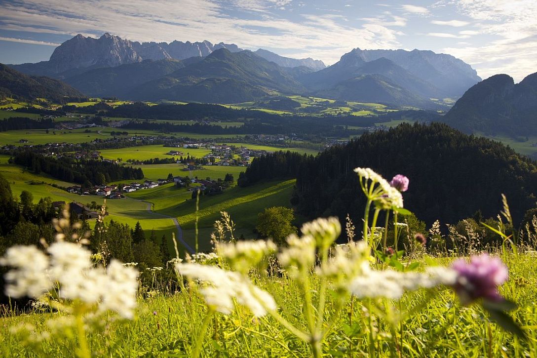 8830_BB_Kaiserwinkl-Tirol-Koessen-Kaisergebirge-Almblumen