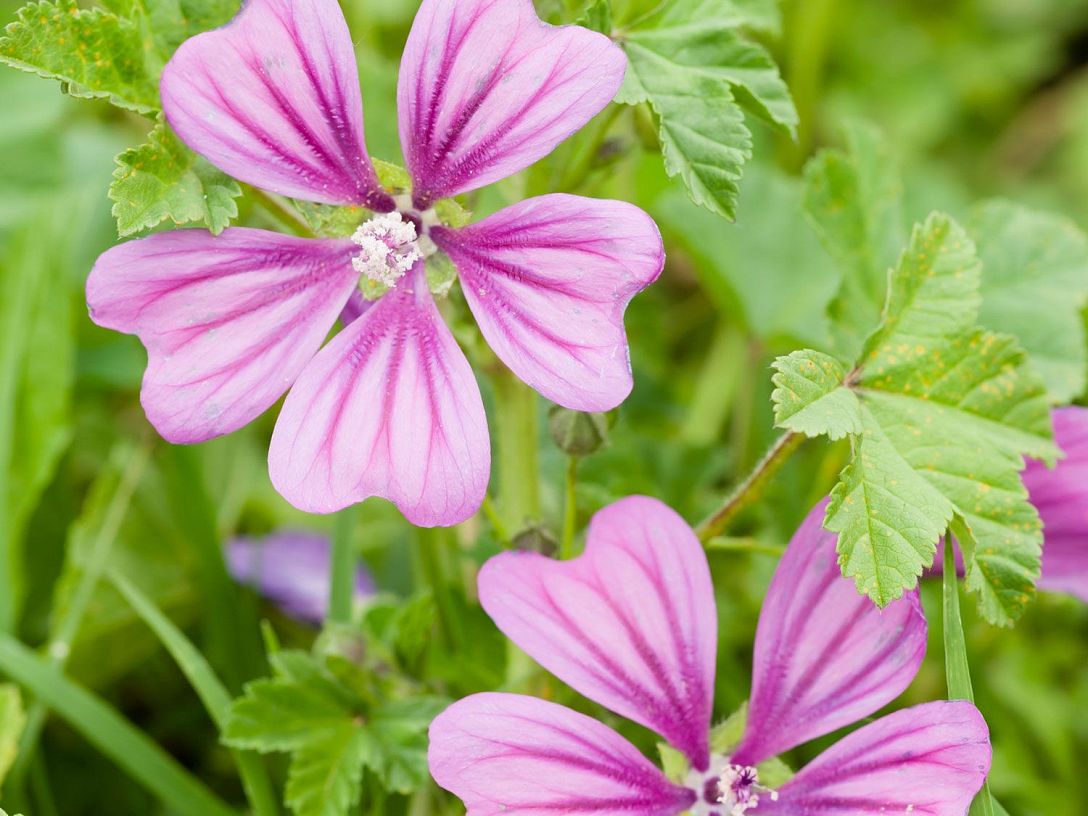 Heilkräuterfürdenwinter-Malve_malva-sylvestris