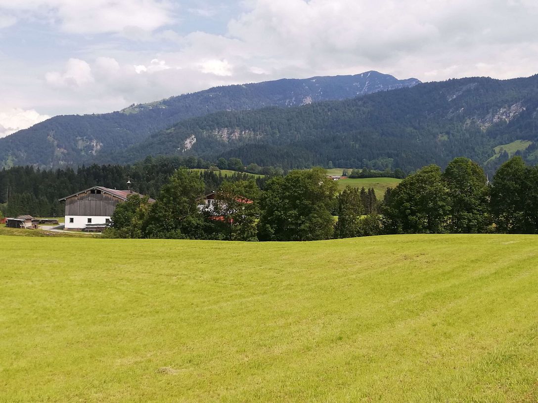 Wiese auf Alm, Kaiserwinkl