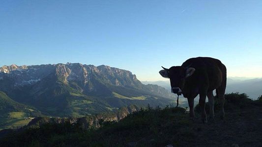 Die Tiere der Alpen